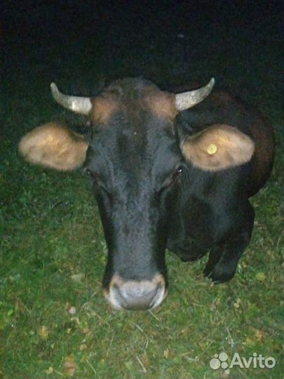 Корова и козы