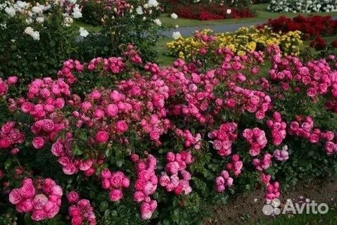 Саженцы Роз