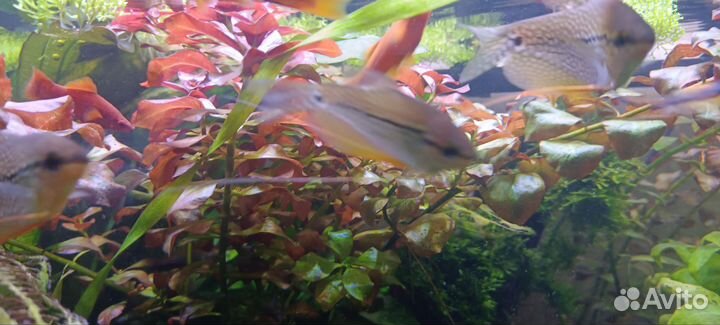 Набор аквариумных растений