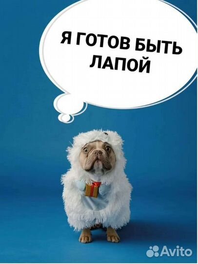 Пеленки для животных 65 шт