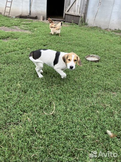 Щенки русской пегой гончей в дар