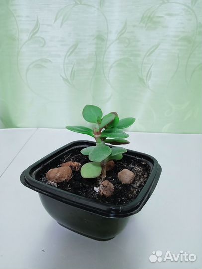 Крассула толстянка