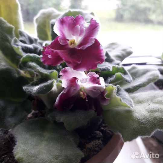 Фиалка в горшках