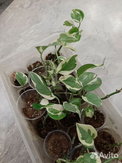 Сциндаптус джой