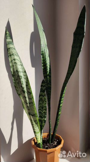 Сансевиерия зейланика