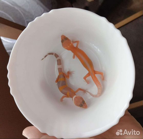 Эублефары (мальки)