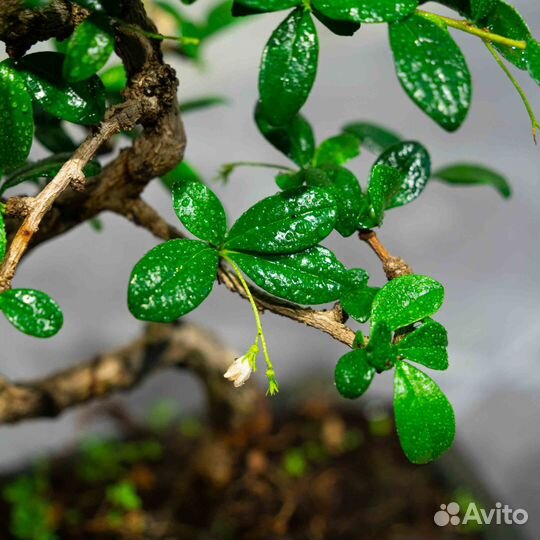 Дерево Бонсай- Кармона, цветущее дерево 12 лет