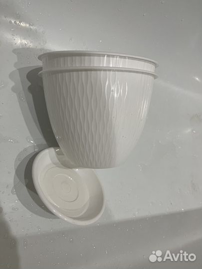 Ростки денежного дерева (толстянки) + горшки