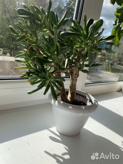 Крассула хоббит денежное дерево