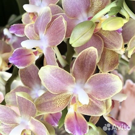 Орхидея Лемон спайс