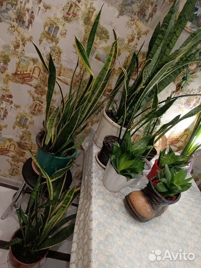 Сансевиерия сортовая