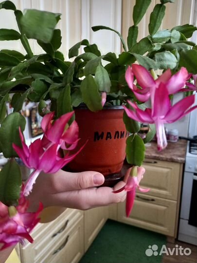 Сортовые декабристы