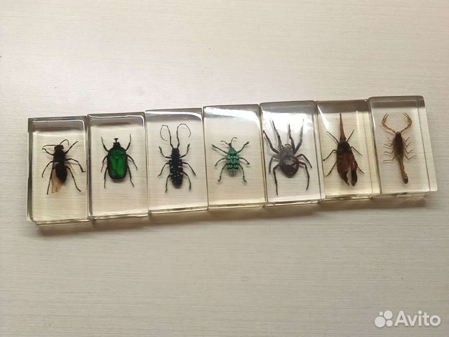 Насекомые в стекле