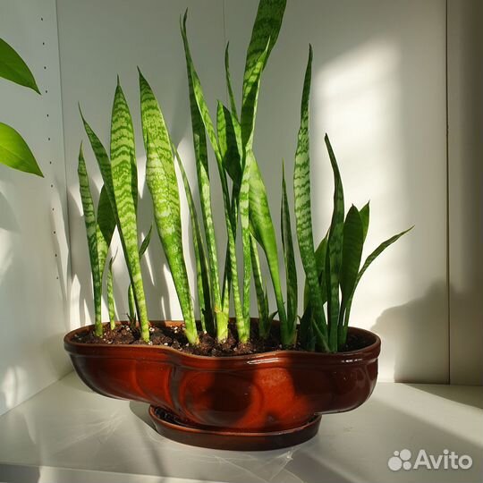 Сансевиерия