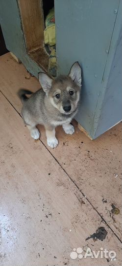 Щенки лайки