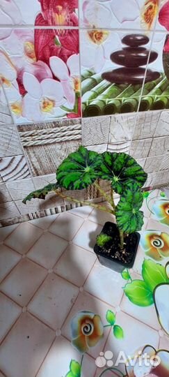 Бегония тигровая