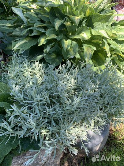 Почвопокровные растения для сада