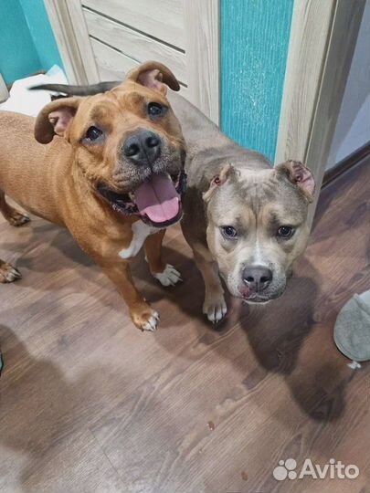 Дрессировка собак / Кинолог с выездом