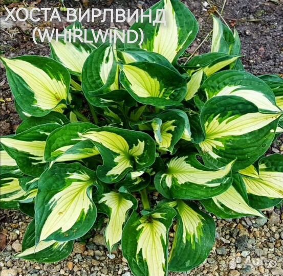 Хосты Вирлвинд, Стриптиз, Вайд Брим, Патриот