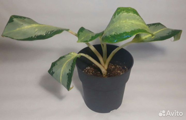 Аглаонема Уши Слона