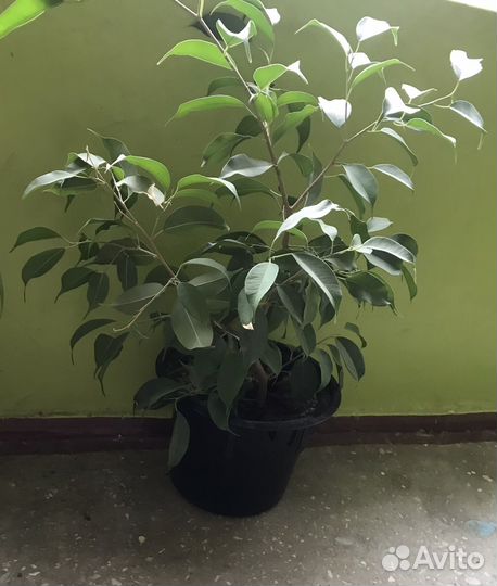 Бенджамина