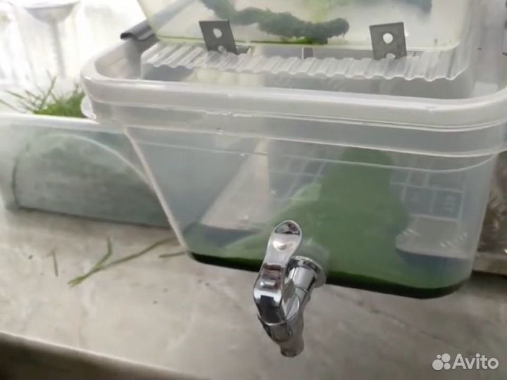 Соковыжималка для производства Витграсс