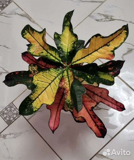 Аглаонема, Сингониум, Кротон (Кодиеум)