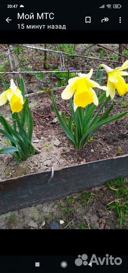 Луковицы гладиолусов, нарциссов и клубни ирисов