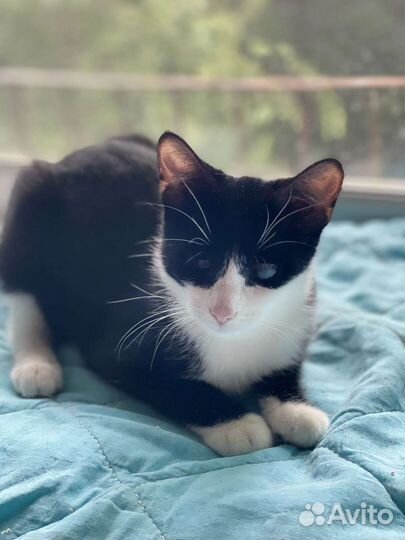 Котята Леля и Ляля ищут дом 4 мес