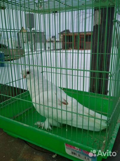 Продам голубей