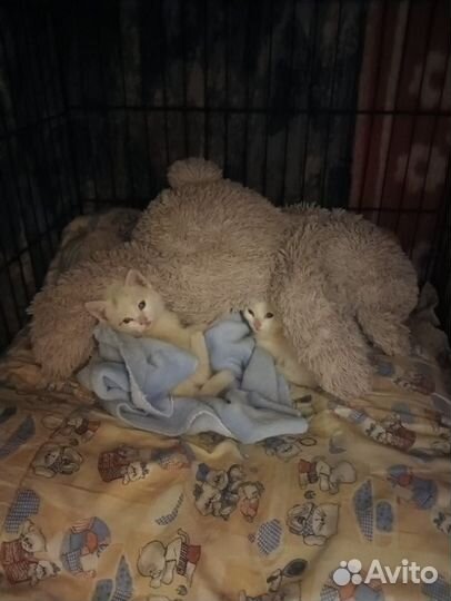 Белые ангелочки котята