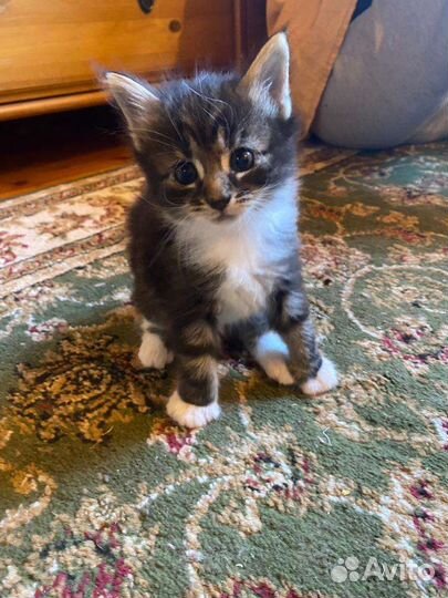 Котёнок девочка 1 месяц