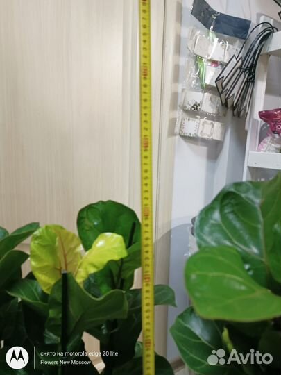 Фикус лирата бамбино 100 см