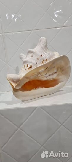 Ракушка интерьерная