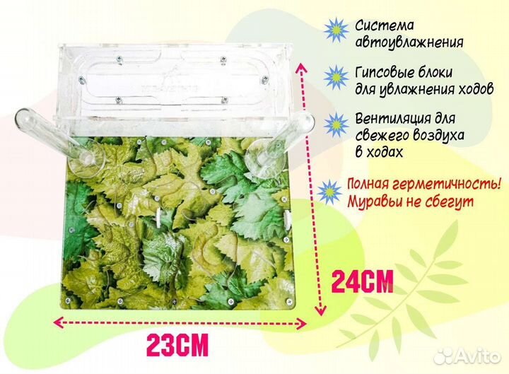 Формикарий с муравьями. Муравьиная ферма