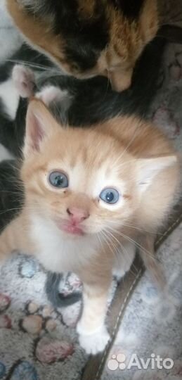 Котята