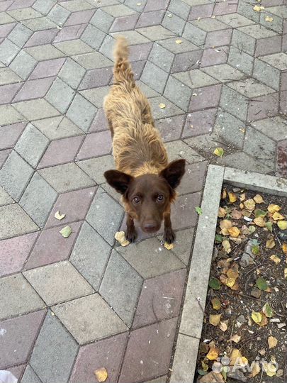 Небольшая собака ищет передержку или дом