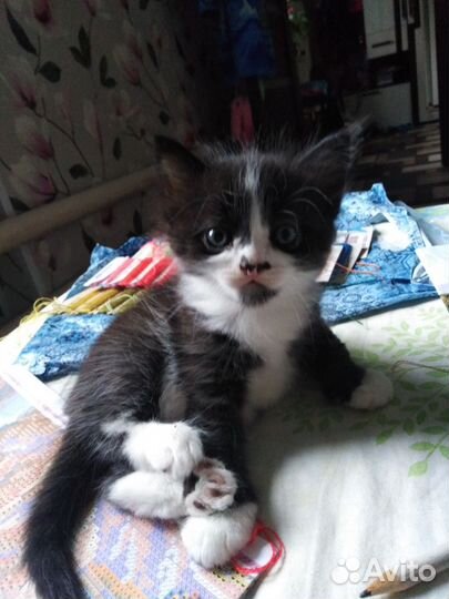 Котенок в добрые руки бесплатно