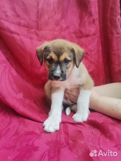 Интересный щенок мальчик в добрые руки