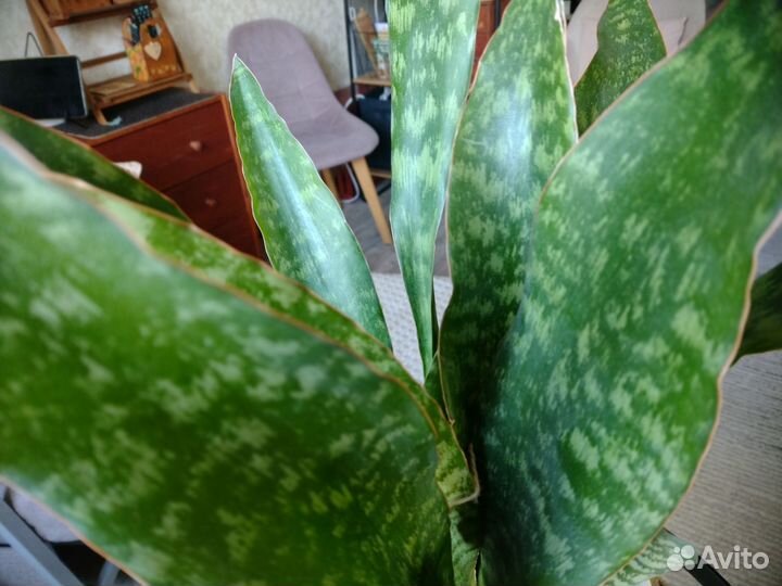 Сансевиерии аубрутиана Драгон, футура Суперба