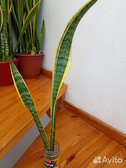 Сансевиерия