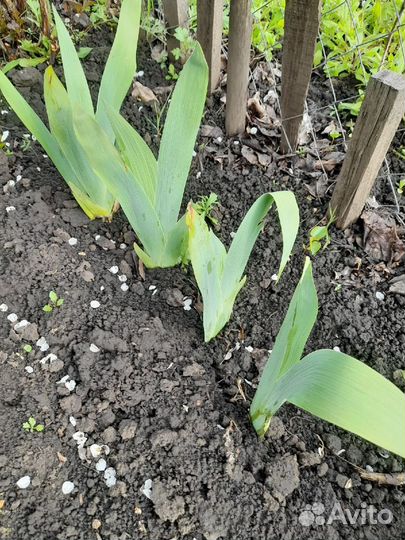 Саженцы садовых цветов