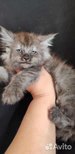 Мейн-кун черный дым