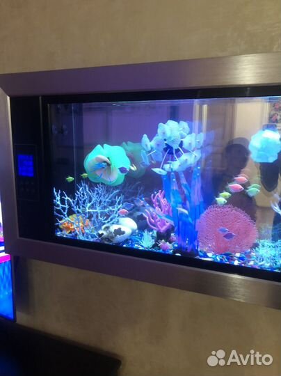 Оригинальный настенный аквариум