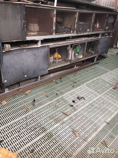 Клетка для кроликов с маточником