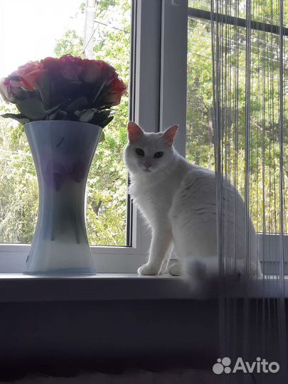 Передержка кошек домашняя