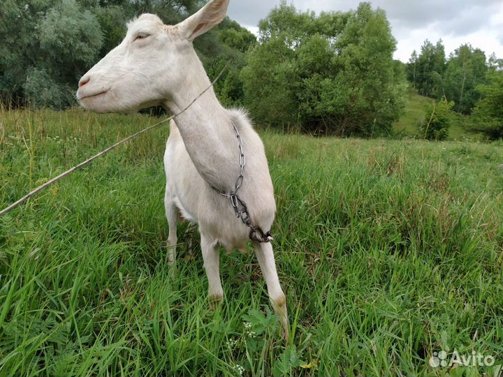 Альпийские козы