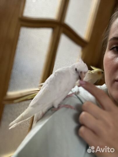 Попугай корелла птенцы