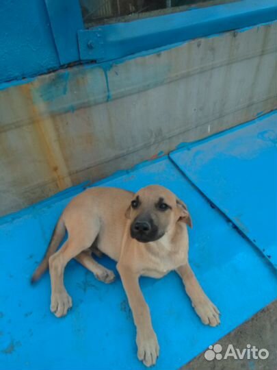 Щеночки в добрые руки