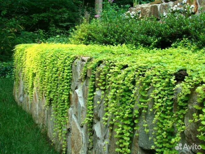 Вербейник монетчатый лизимахия зелёный